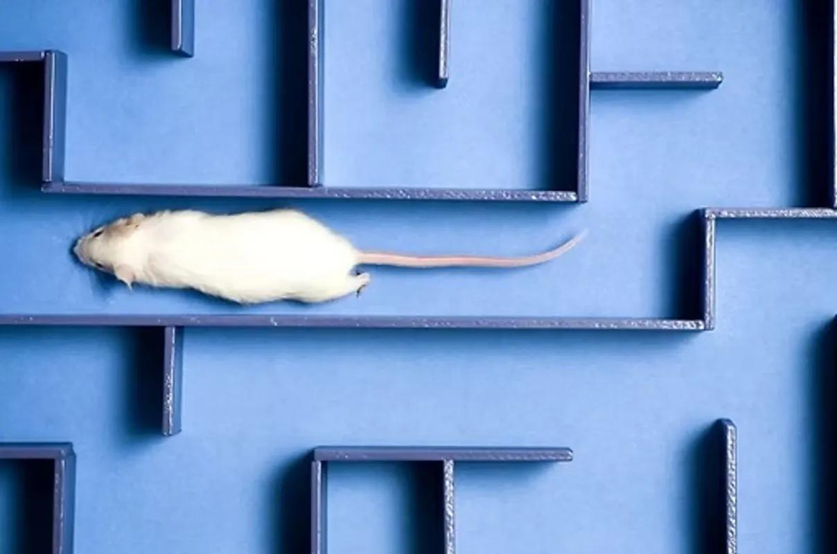 Rat Race