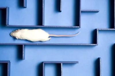 Rat Race poster1